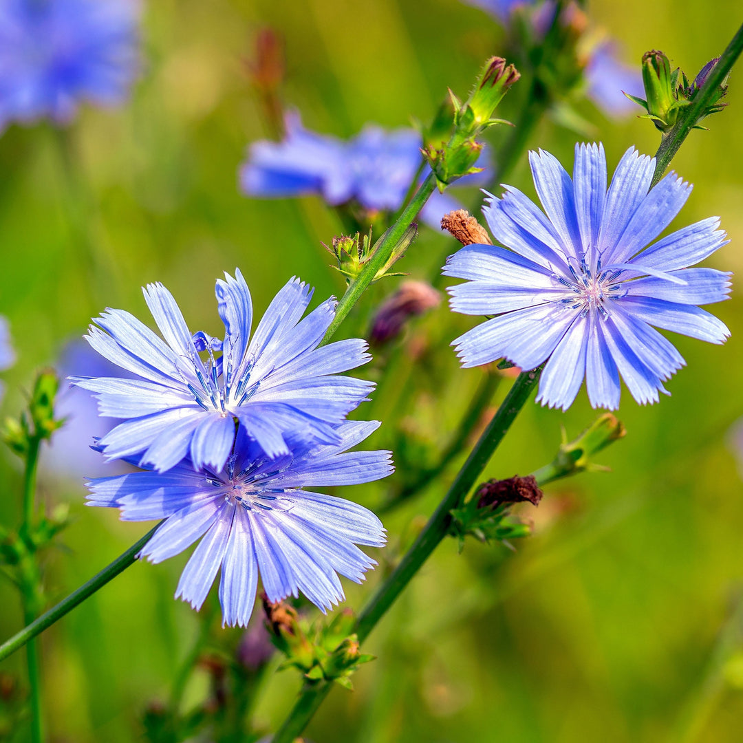 Chicory, Wild (Cichorium intybus) – Earthbeat Seeds