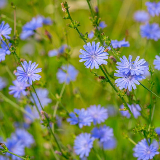 chicory wildflower seeds Chicory, Wild (Cichorium intybus) – Earthbeat Seeds