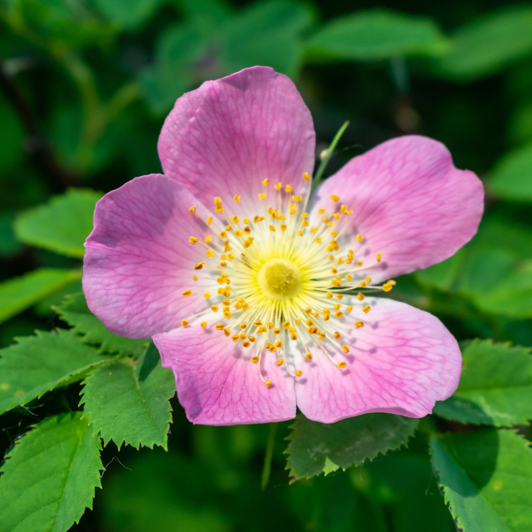 wild rose seeds for sale Rose, Wild Meadow (Rosa blanda) – Earthbeat Seeds