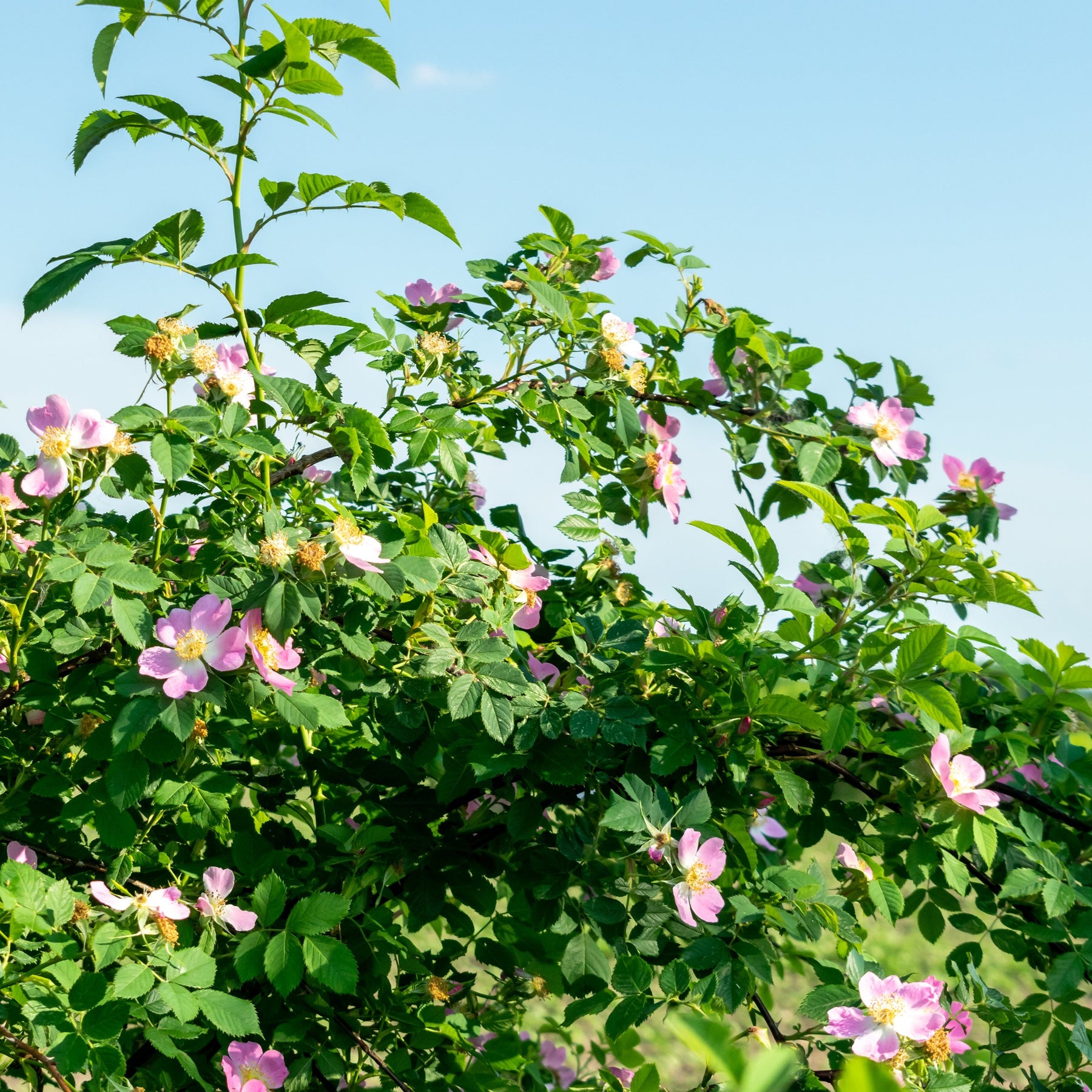 ohol wild rose seed Rose, Wild Meadow (Rosa blanda) – Earthbeat Seeds