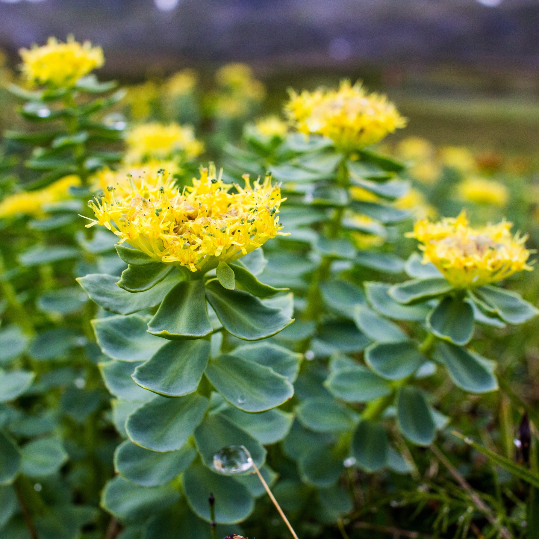 Rhodiola, (Rhodiola rosea) – Earthbeat Seeds